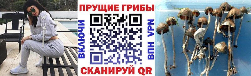 Галлюциногенные грибы Psilocybine cubensis  mega ссылка  Тосно 
